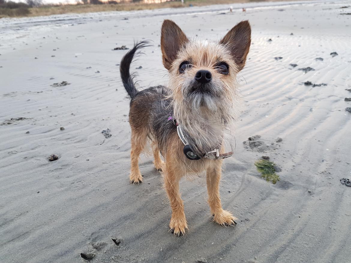 Blanding af racer Casey RIP billede 4