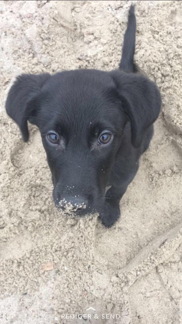 Labrador retriever Mailo  billede 1