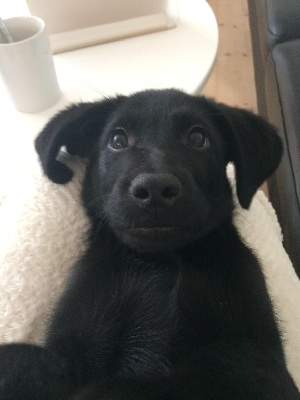 Labrador retriever Mailo  billede 3