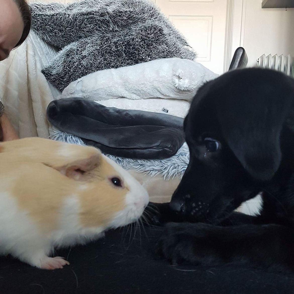 Labrador retriever Mailo  billede 5