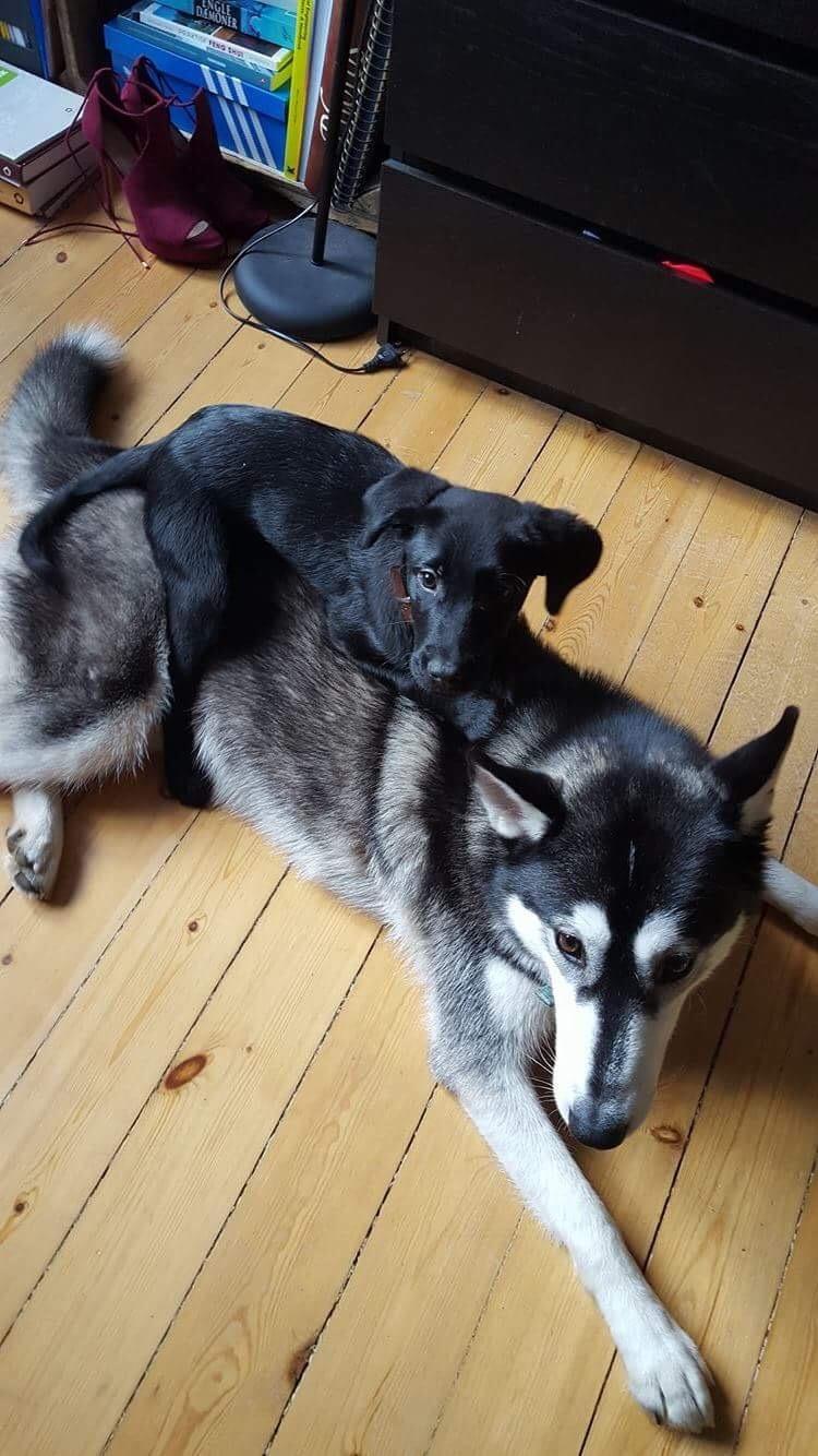 Labrador retriever Mailo  billede 6