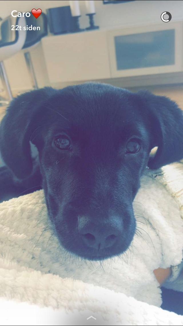 Labrador retriever Mailo  billede 7