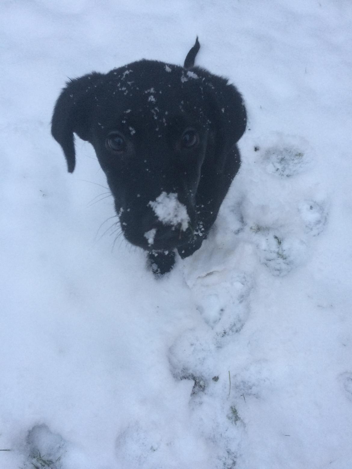 Labrador retriever Mailo  billede 2