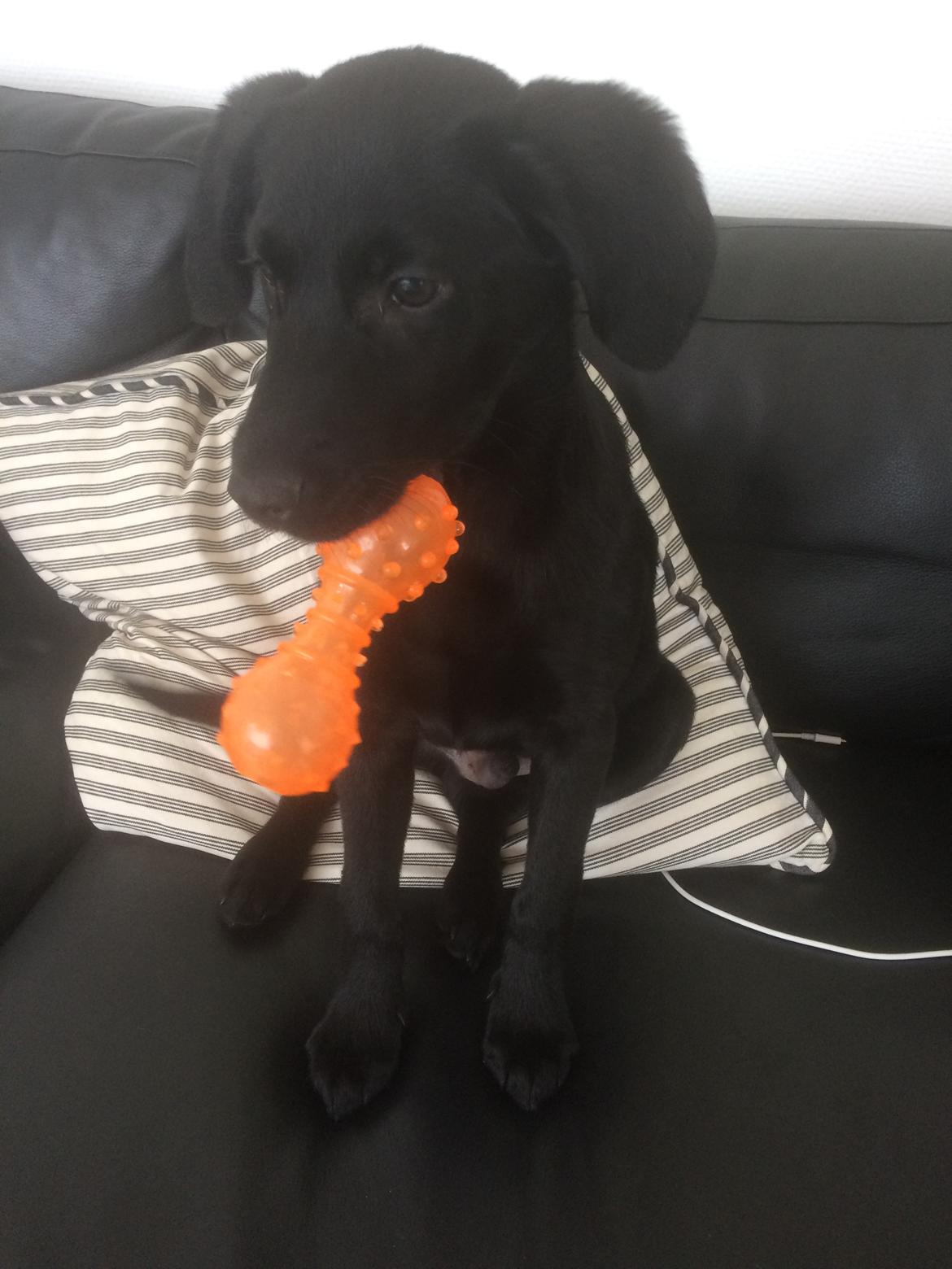 Labrador retriever Mailo  billede 8