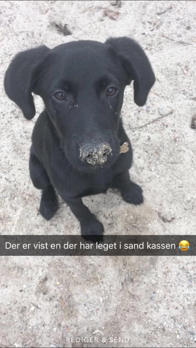 Labrador retriever Mailo  billede 9