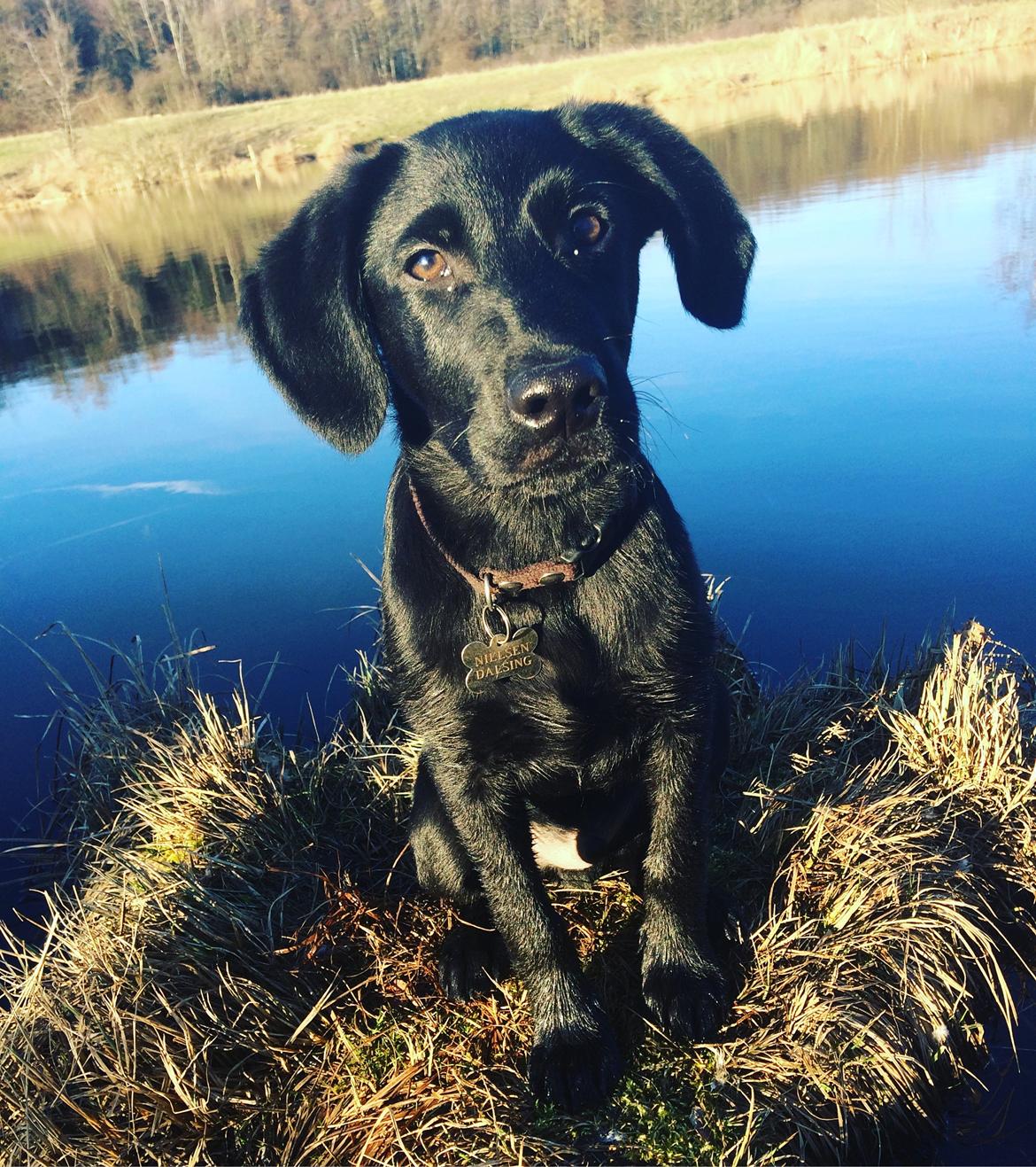 Labrador retriever Mailo  billede 10