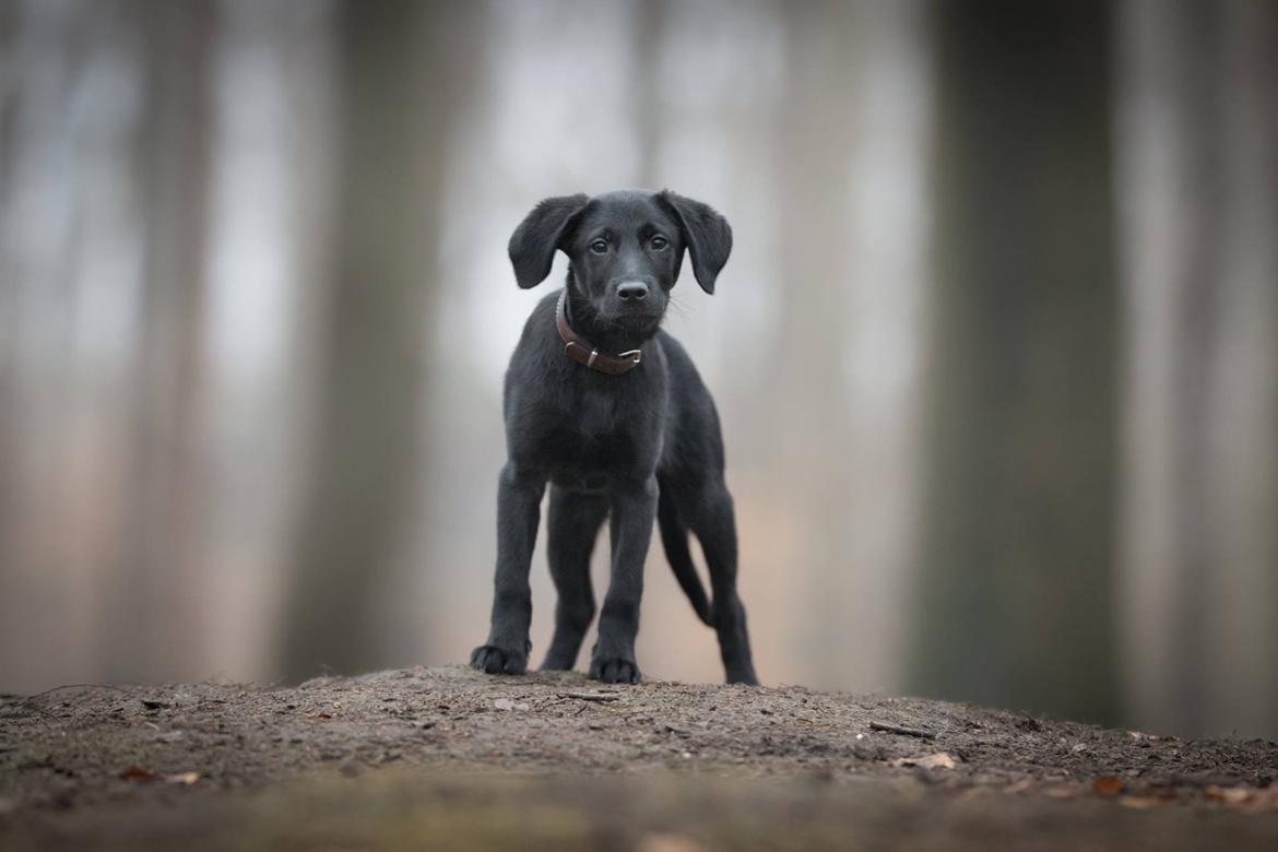 Labrador retriever Mailo  billede 13