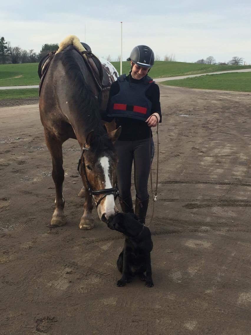 Labrador retriever Mailo  billede 14