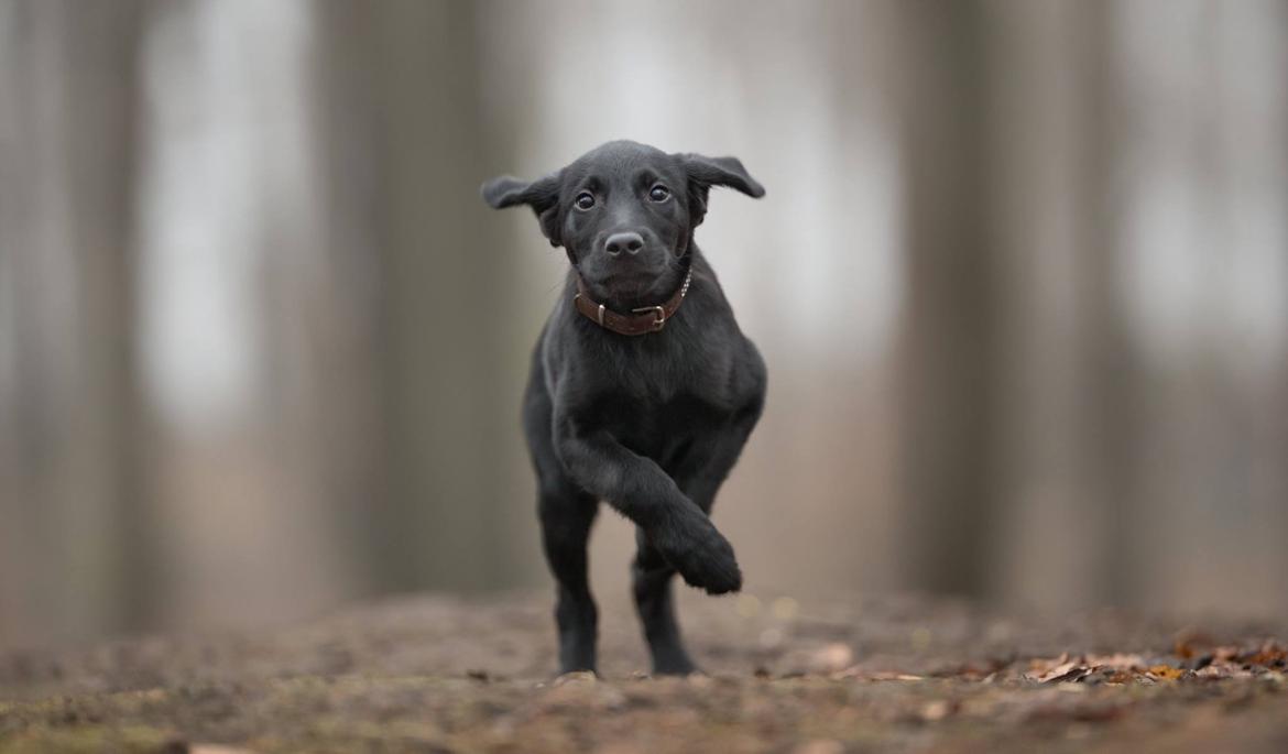 Labrador retriever Mailo  billede 12