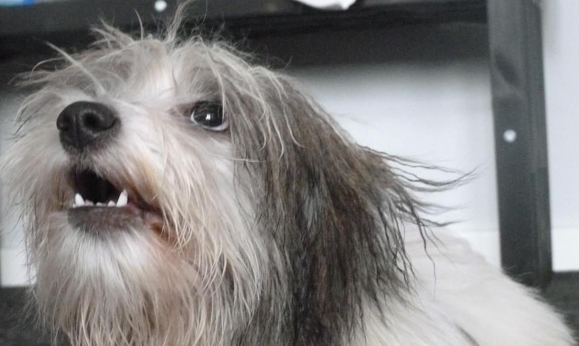 Coton de tulear King - Se mine nye hjørnetænder billede 17