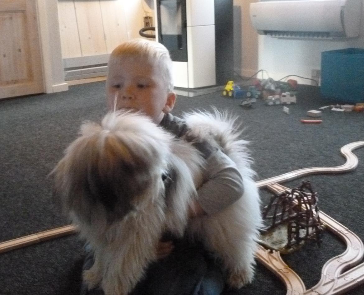 Coton de tulear King - "Mændene" i mit liv <3 billede 20