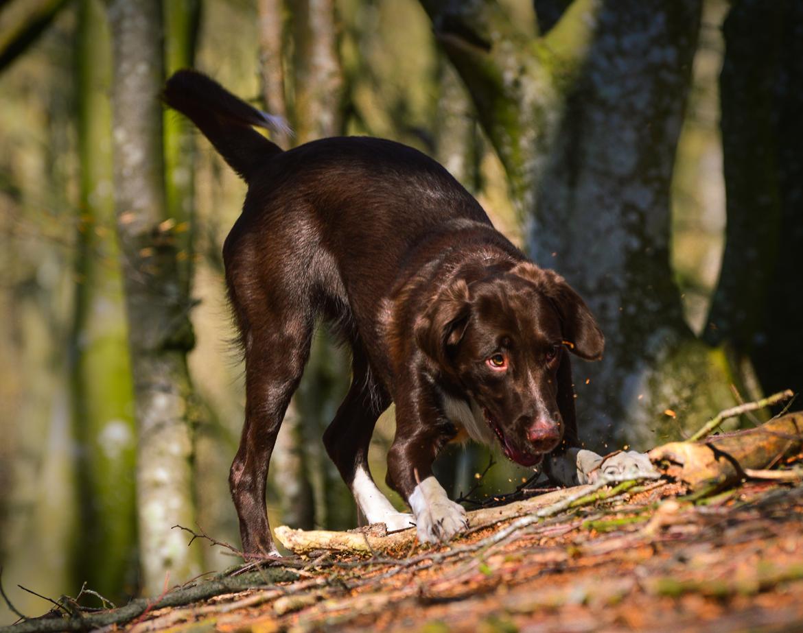Blanding af racer Nellie billede 34