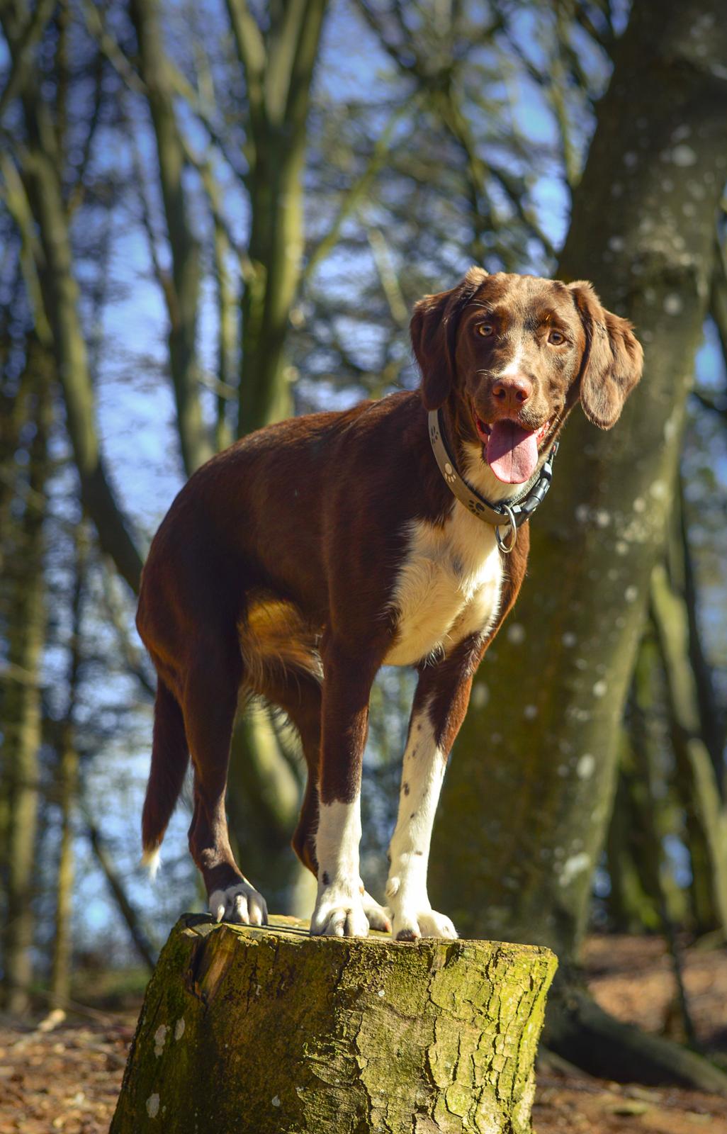 Blanding af racer Nellie billede 36