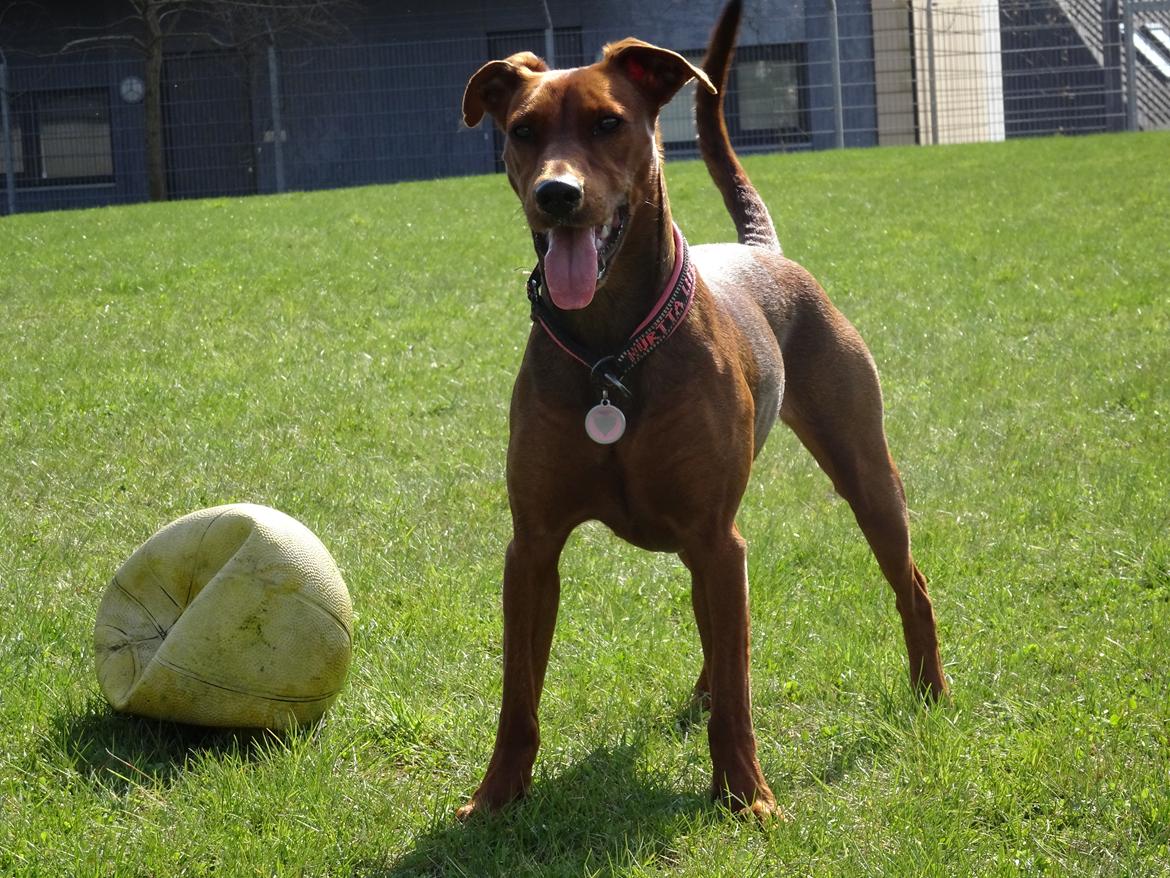 Tysk pinscher Tessa billede 31