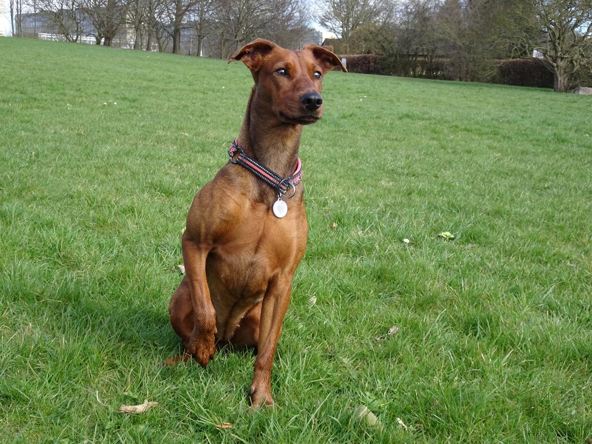 Tysk pinscher Tessa billede 30