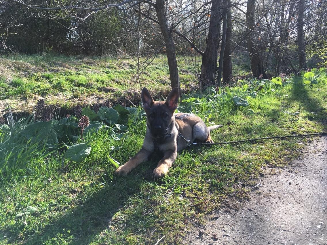 Schæferhund Weedfald Enya billede 6