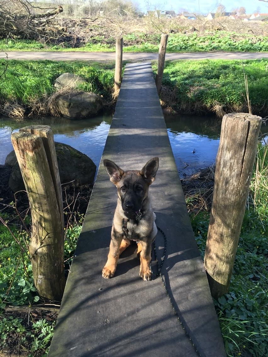 Schæferhund Weedfald Enya billede 7