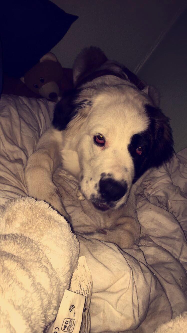 Blanding af racer Emmalul (Emma) billede 2