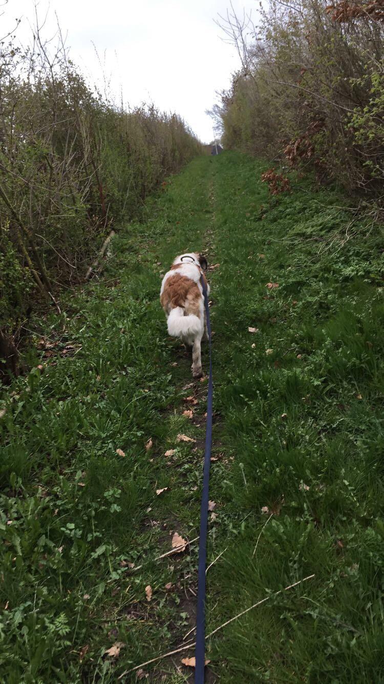 Blanding af racer Emmalul (Emma) billede 3