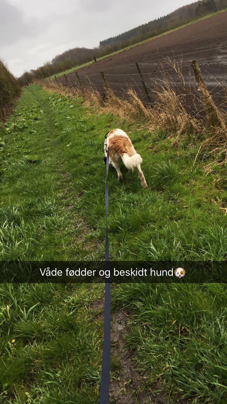 Blanding af racer Emmalul (Emma) billede 4