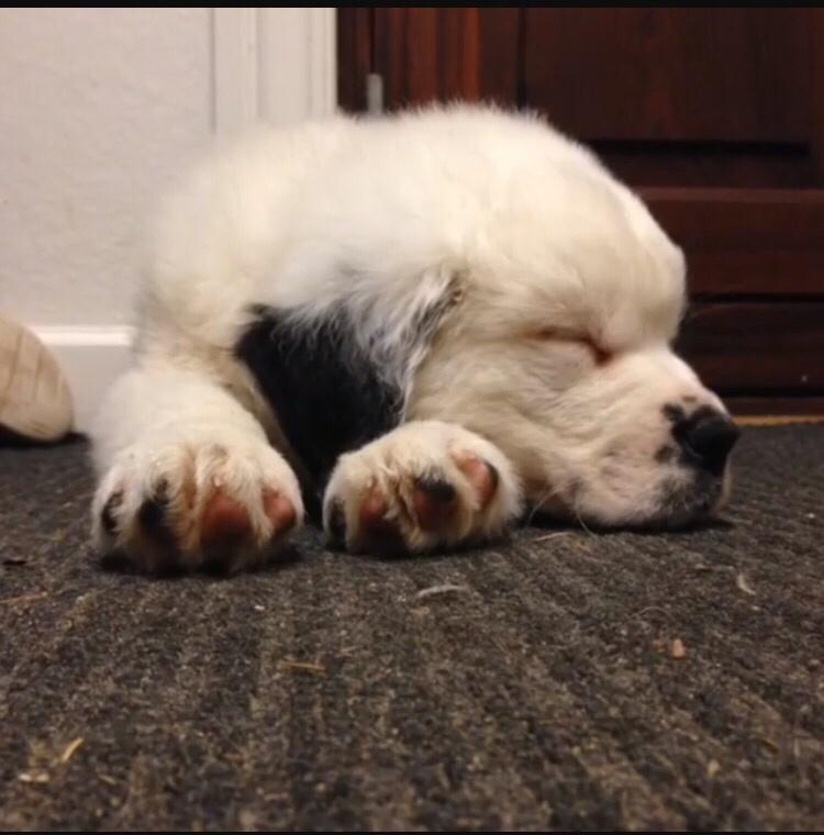 Blanding af racer Emmalul (Emma) billede 7