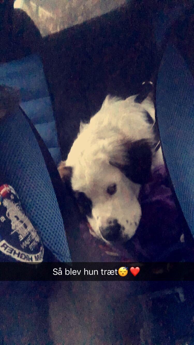 Blanding af racer Emmalul (Emma) billede 6