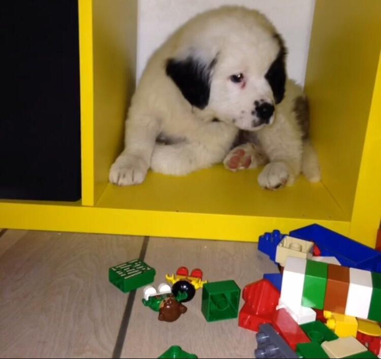 Blanding af racer Emmalul (Emma) billede 8