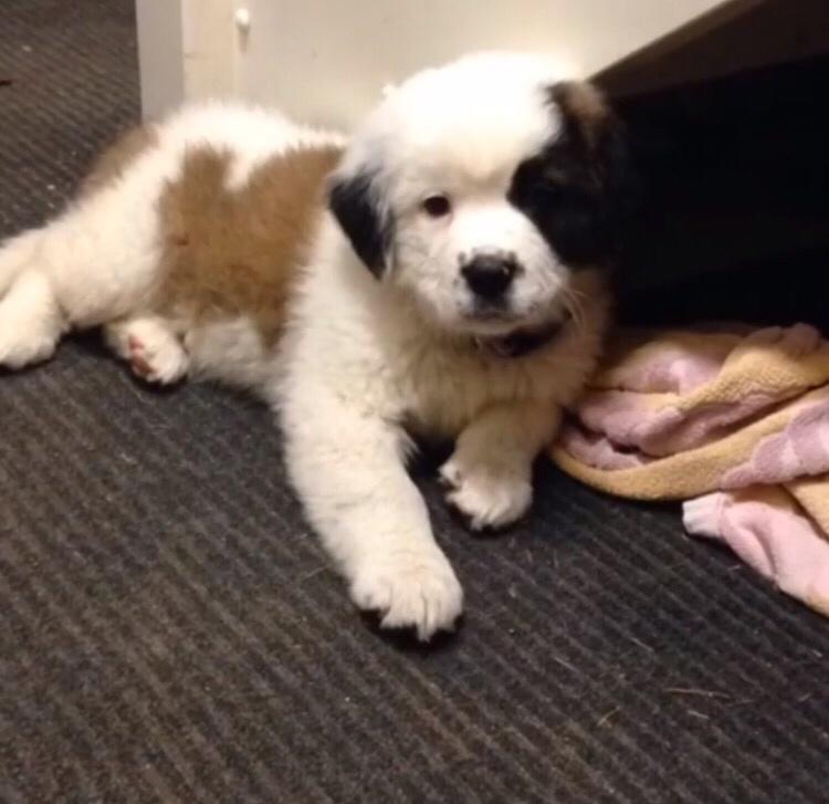 Blanding af racer Emmalul (Emma) billede 9