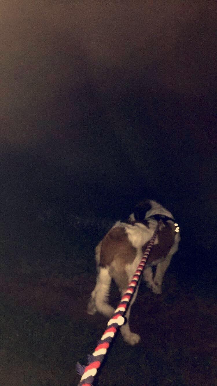 Blanding af racer Emmalul (Emma) billede 12