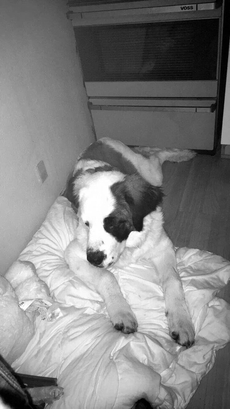 Blanding af racer Emmalul (Emma) billede 15