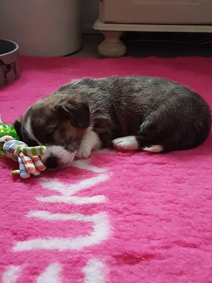 Welsh corgi cardigan Strandengen's Napoleon billede 1