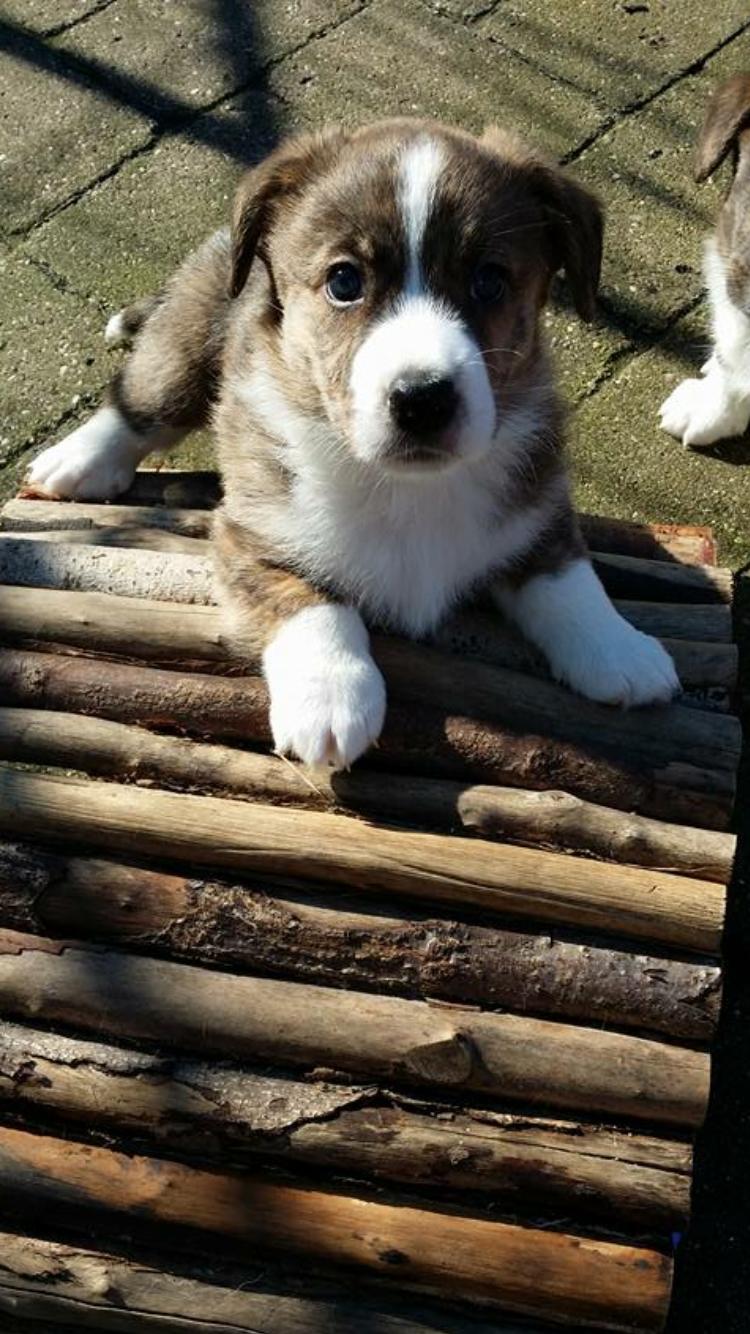 Welsh corgi cardigan Strandengen's Napoleon billede 2