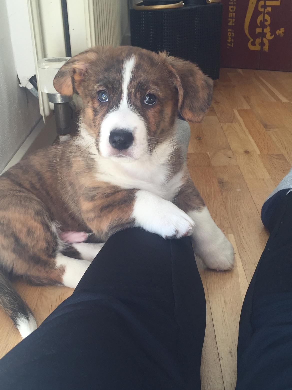 Welsh corgi cardigan Strandengen's Napoleon billede 5