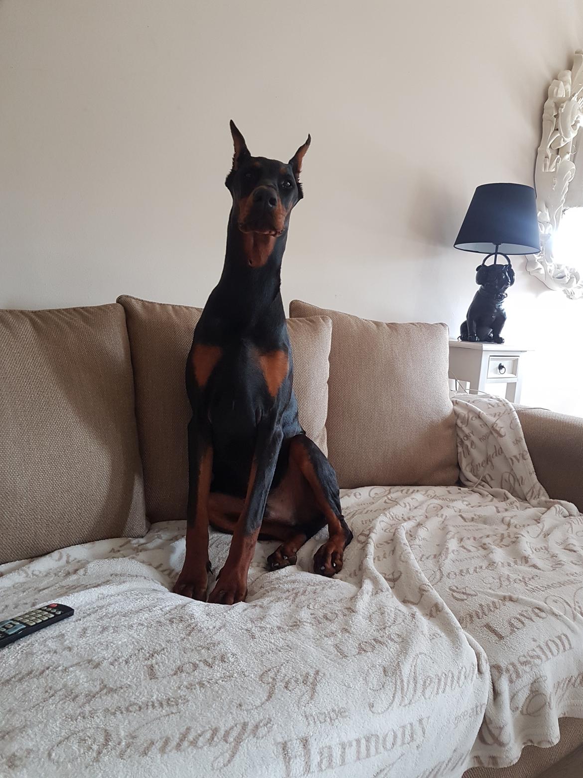 Dobermann Maestro Nero Di Altobello (Snoop) - lange hyl ^^ billede 15