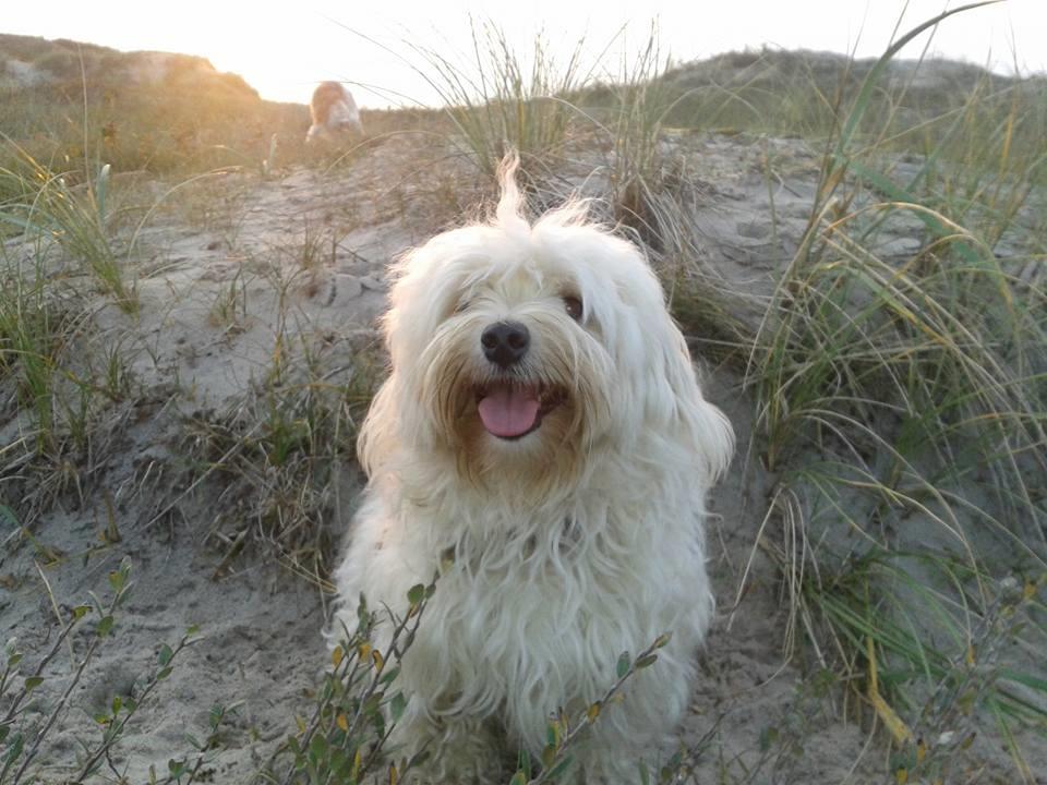 Bichon havanais Sjakke billede 1