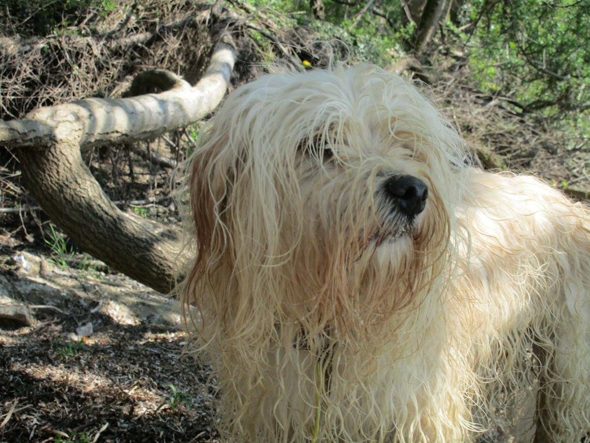 Bichon havanais Sjakke billede 2