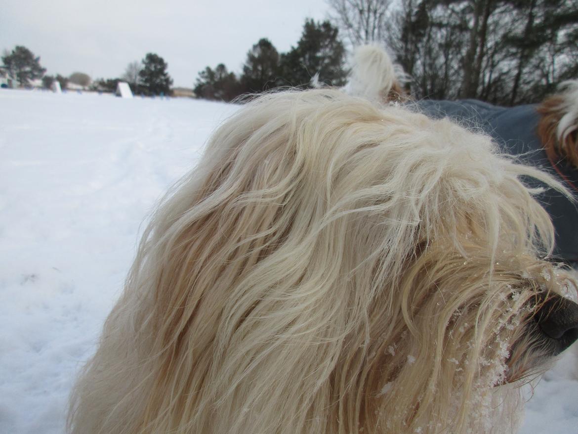 Bichon havanais Sjakke billede 3