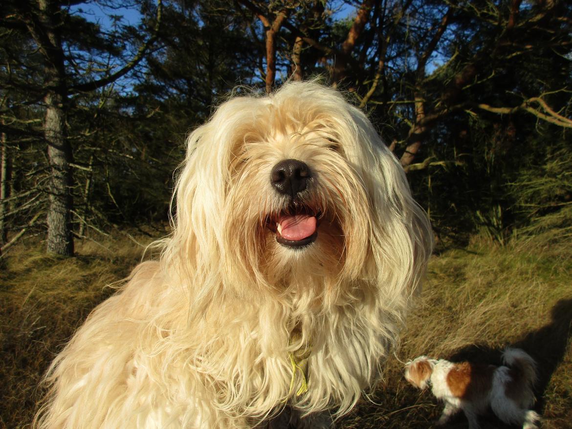 Bichon havanais Sjakke billede 4