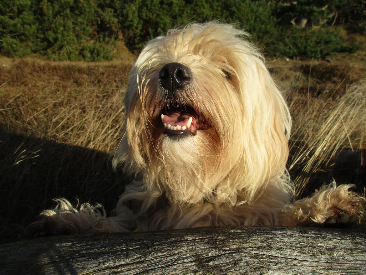 Bichon havanais Sjakke billede 5