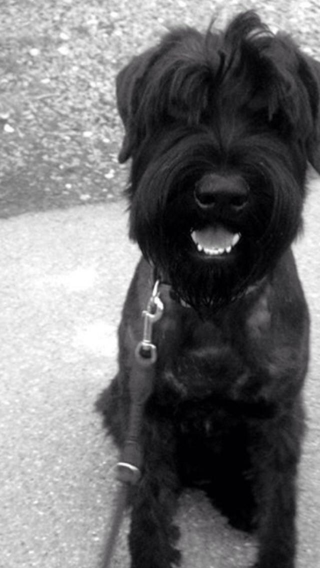 Riesenschnauzer Zipo / men stamtavle  Zeppo billede 4