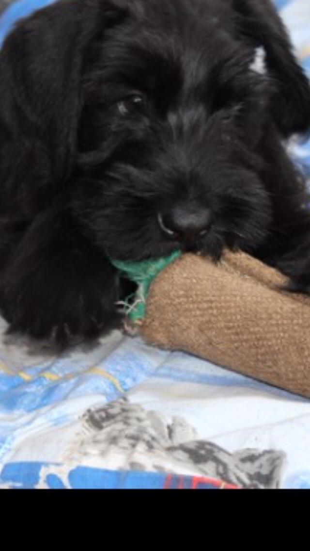 Riesenschnauzer Zipo / men stamtavle  Zeppo billede 1