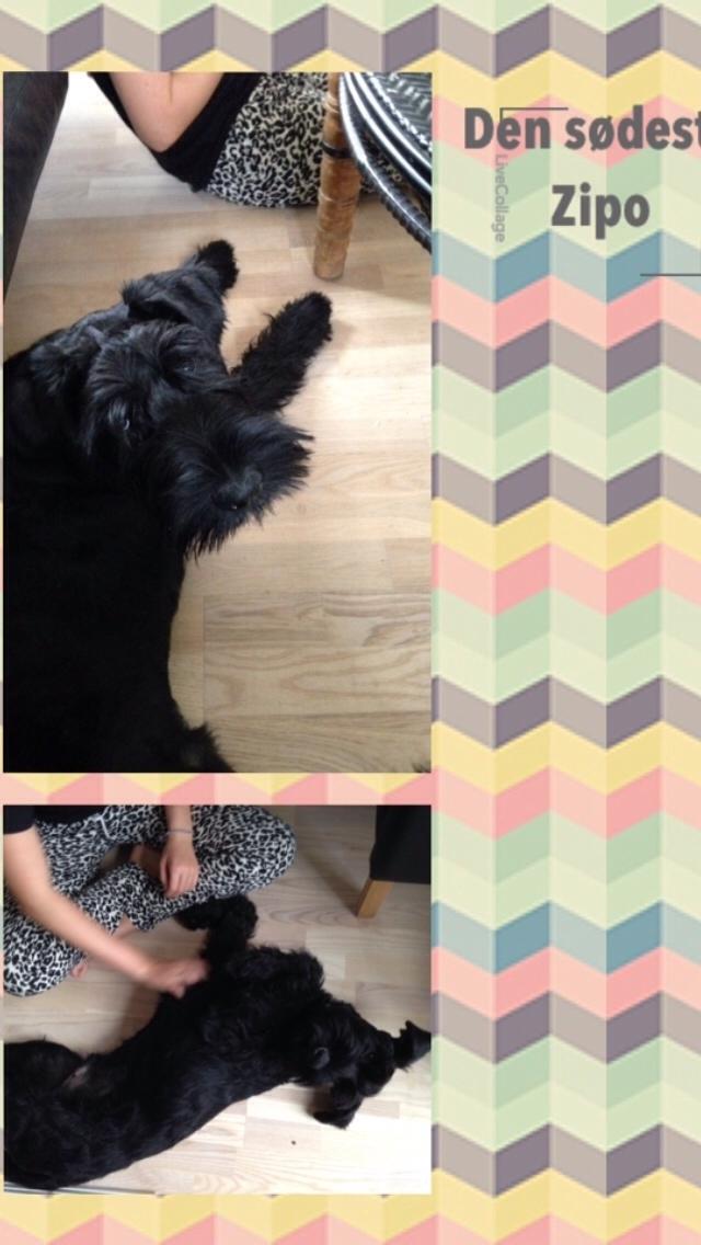 Riesenschnauzer Zipo / men stamtavle  Zeppo billede 2