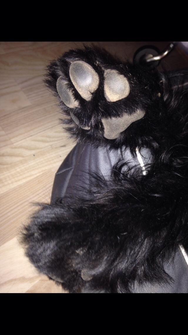 Riesenschnauzer Zipo / men stamtavle  Zeppo billede 3