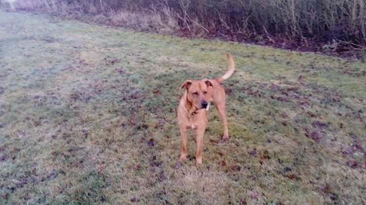 Blanding af racer Simba billede 1