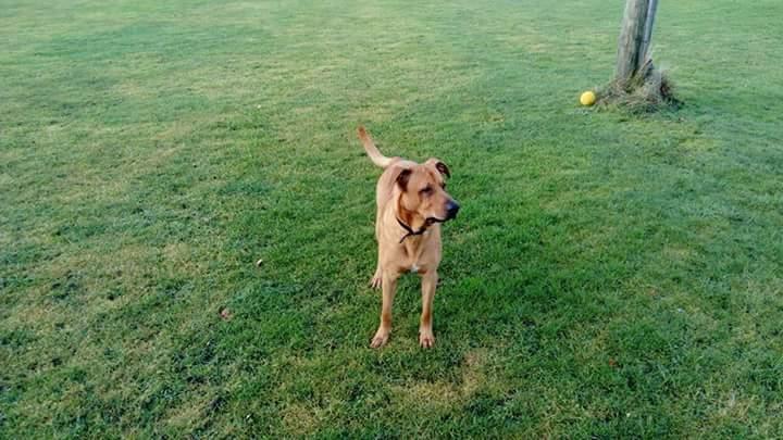 Blanding af racer Simba billede 2