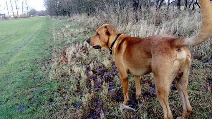 Blanding af racer Simba billede 3