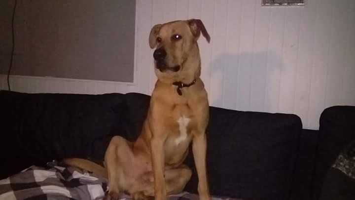 Blanding af racer Simba billede 4