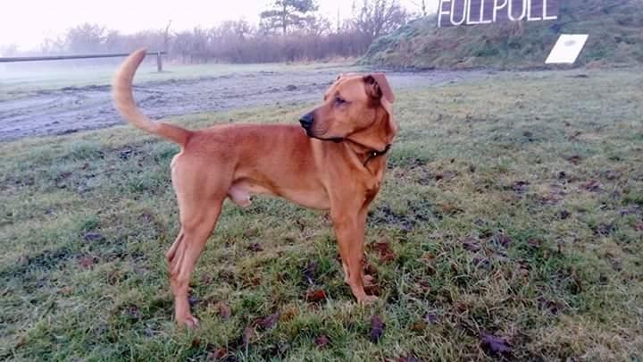 Blanding af racer Simba billede 5