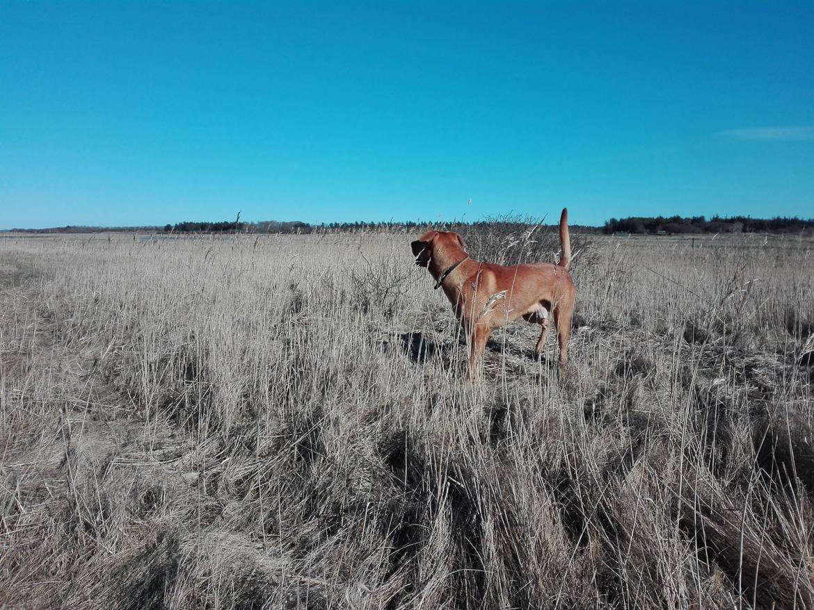 Blanding af racer Simba billede 8