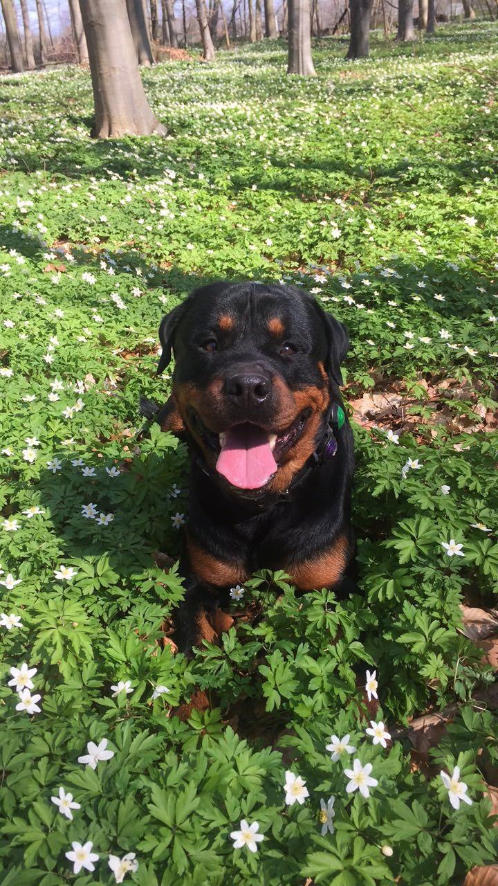 Rottweiler Ejler billede 22